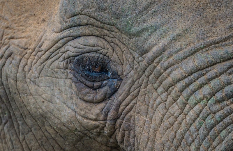 Kruger National Park